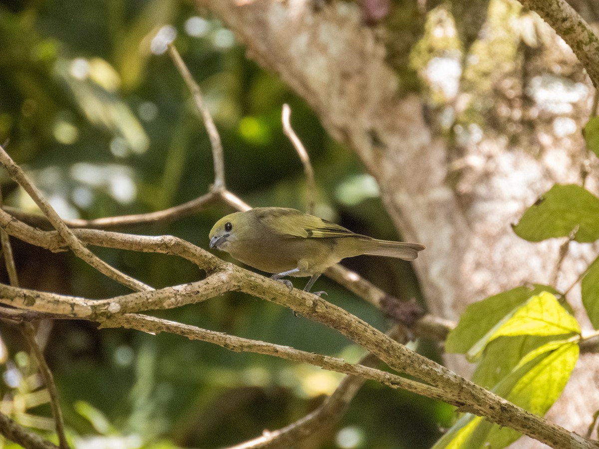 Palm Tanager - ML647589794