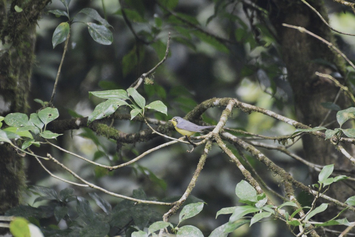 Reinita Canadiense - ML647589800