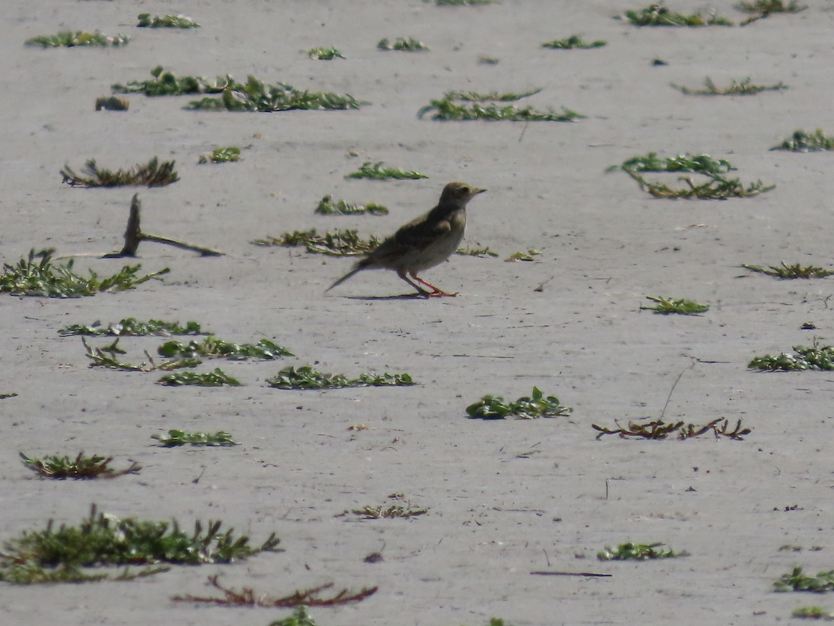 Жайворонок польовий - ML647589818