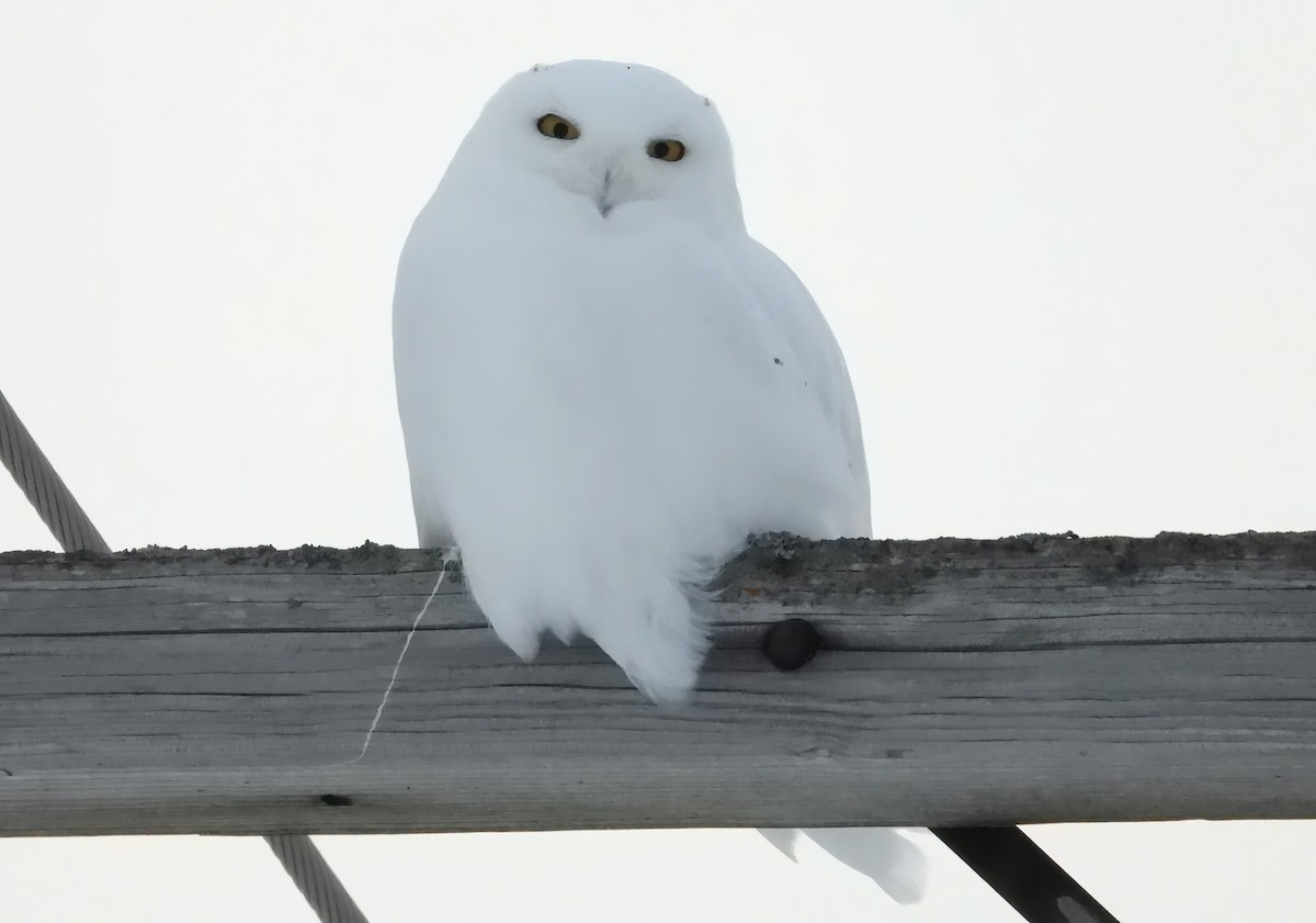 Snowy Owl - ML647589834