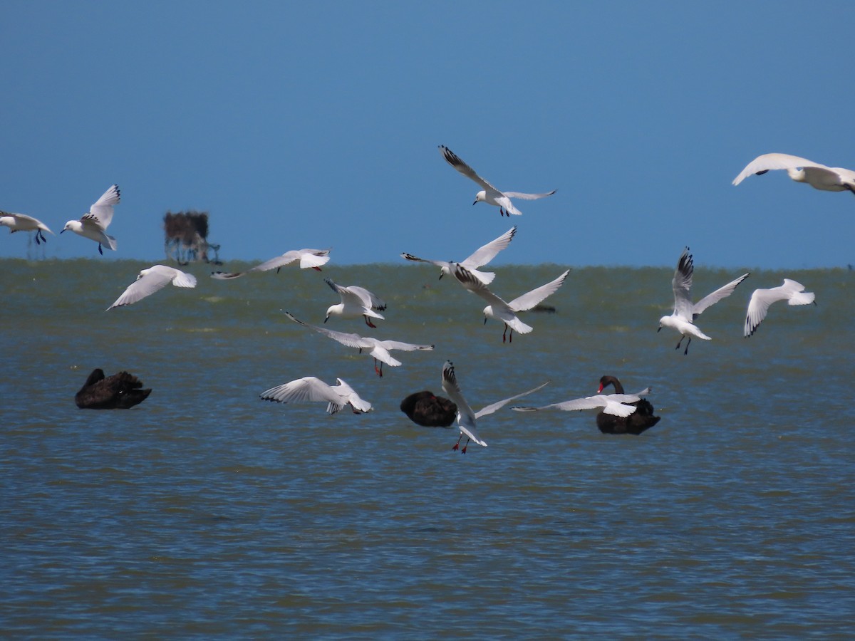 Мартин чорнодзьобий - ML647589836