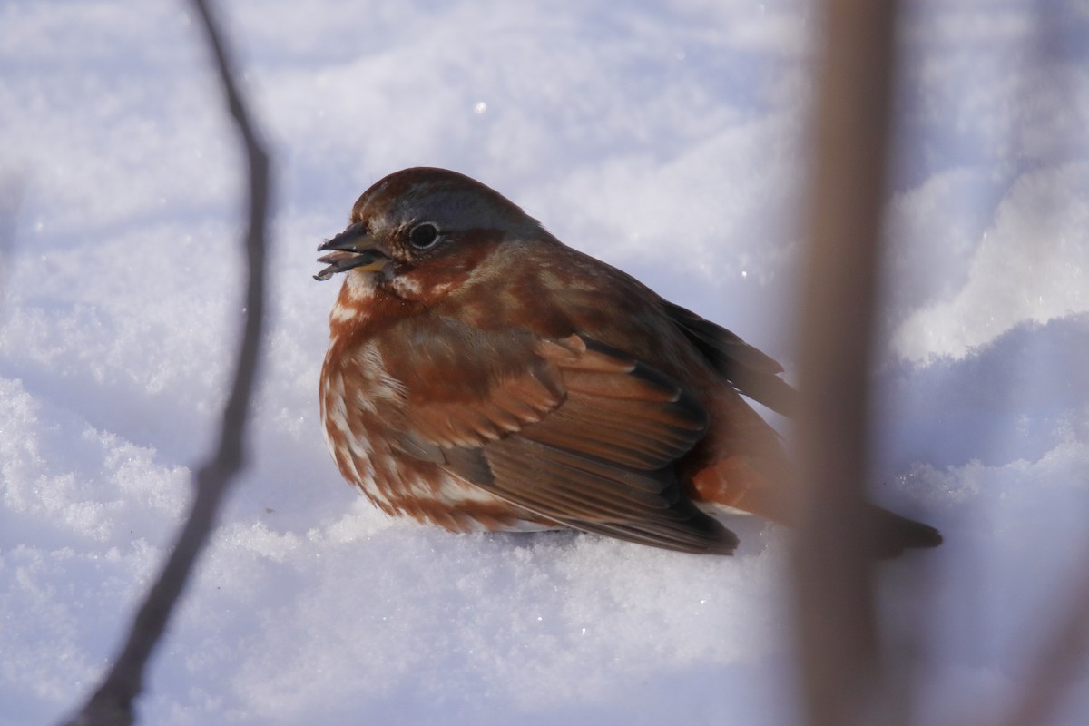 strnadec kaštanový - ML647589839