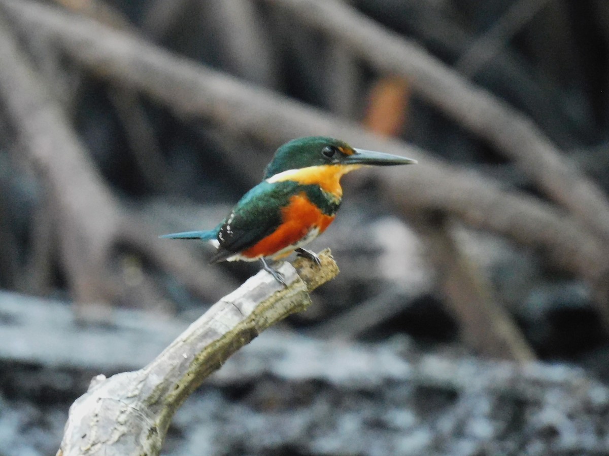 bronseisfugl - ML647589847