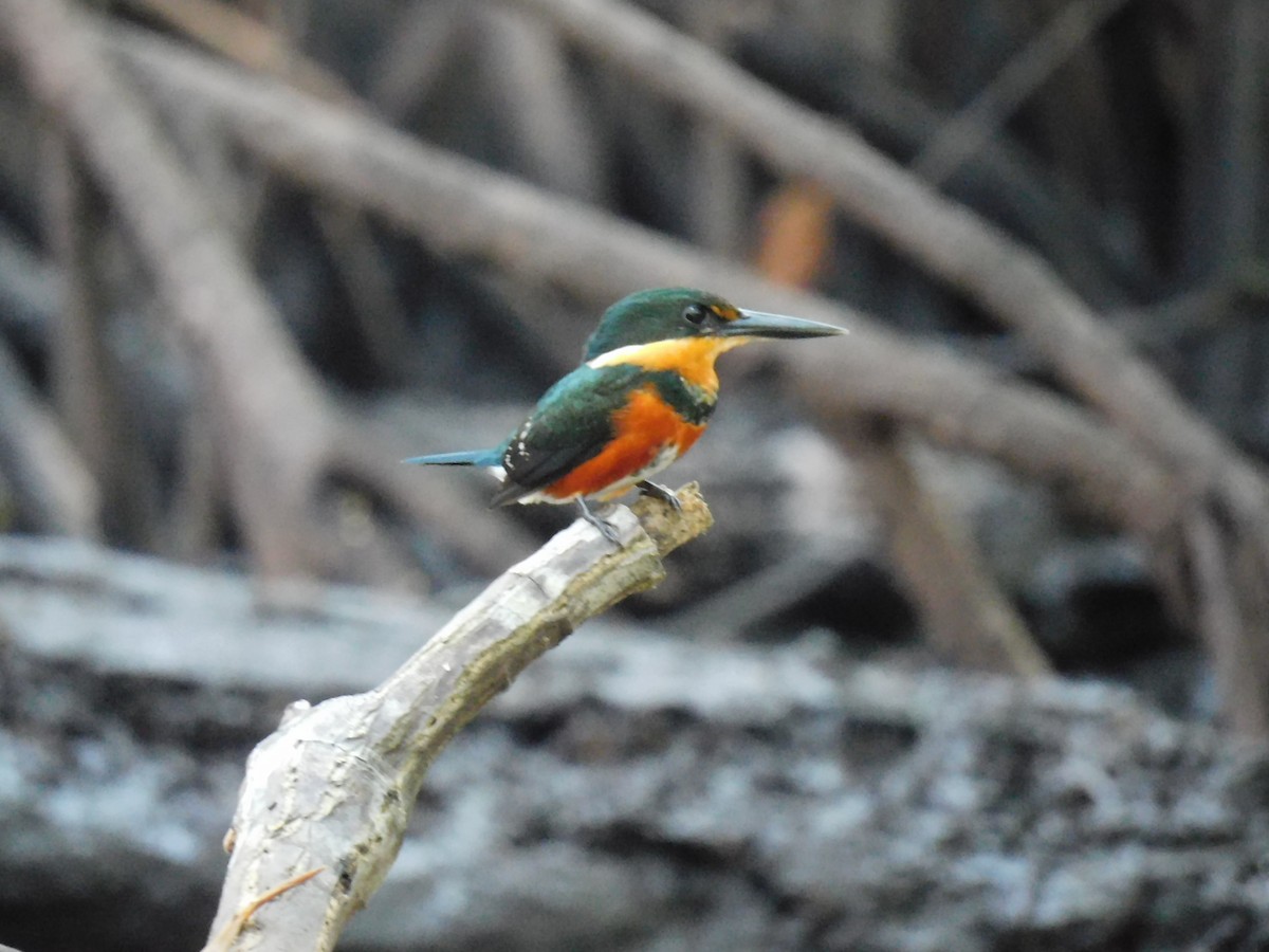 bronseisfugl - ML647589848