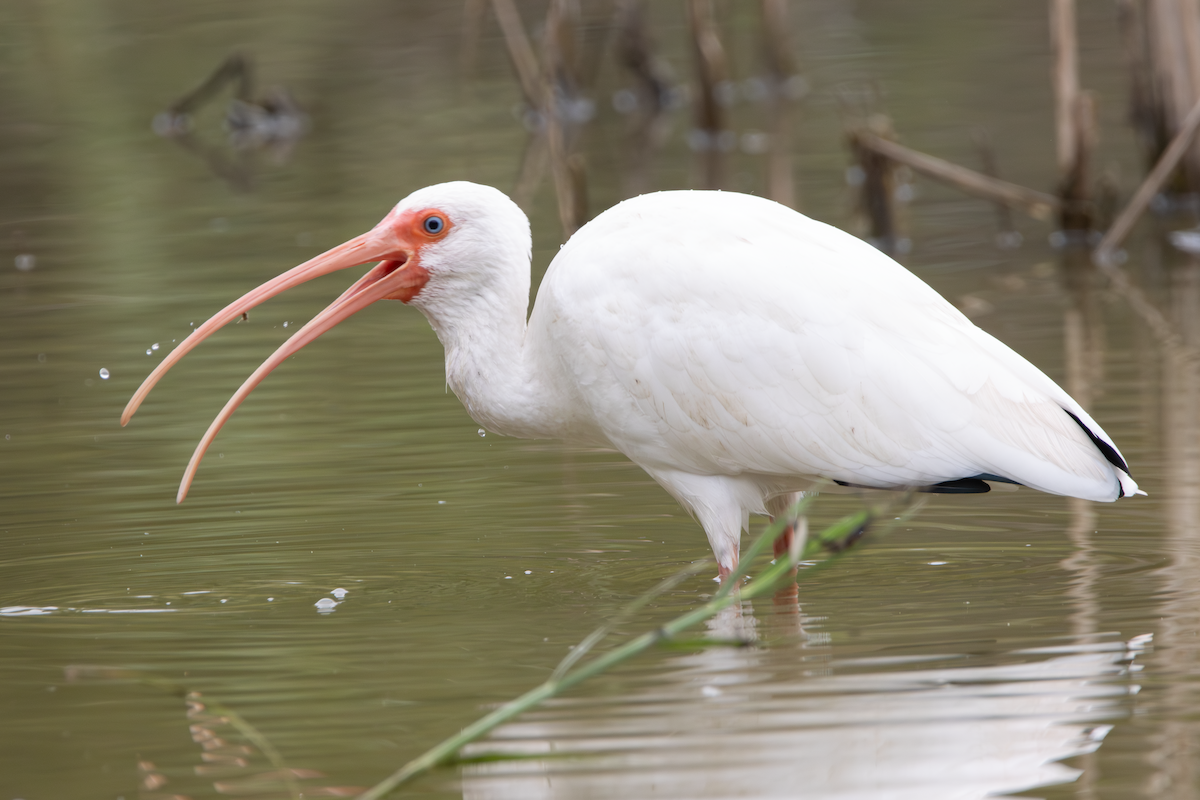 Ibis zuria - ML647589863