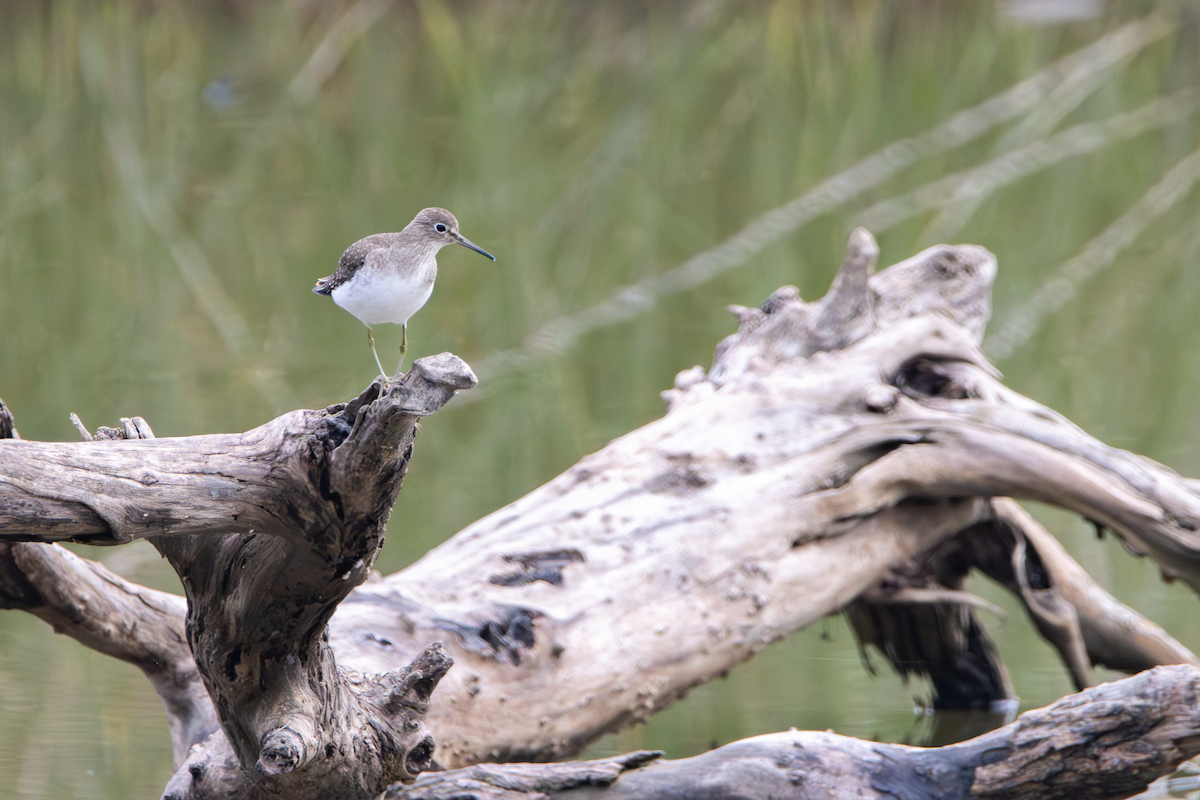 Kuliska bakartia - ML647589881