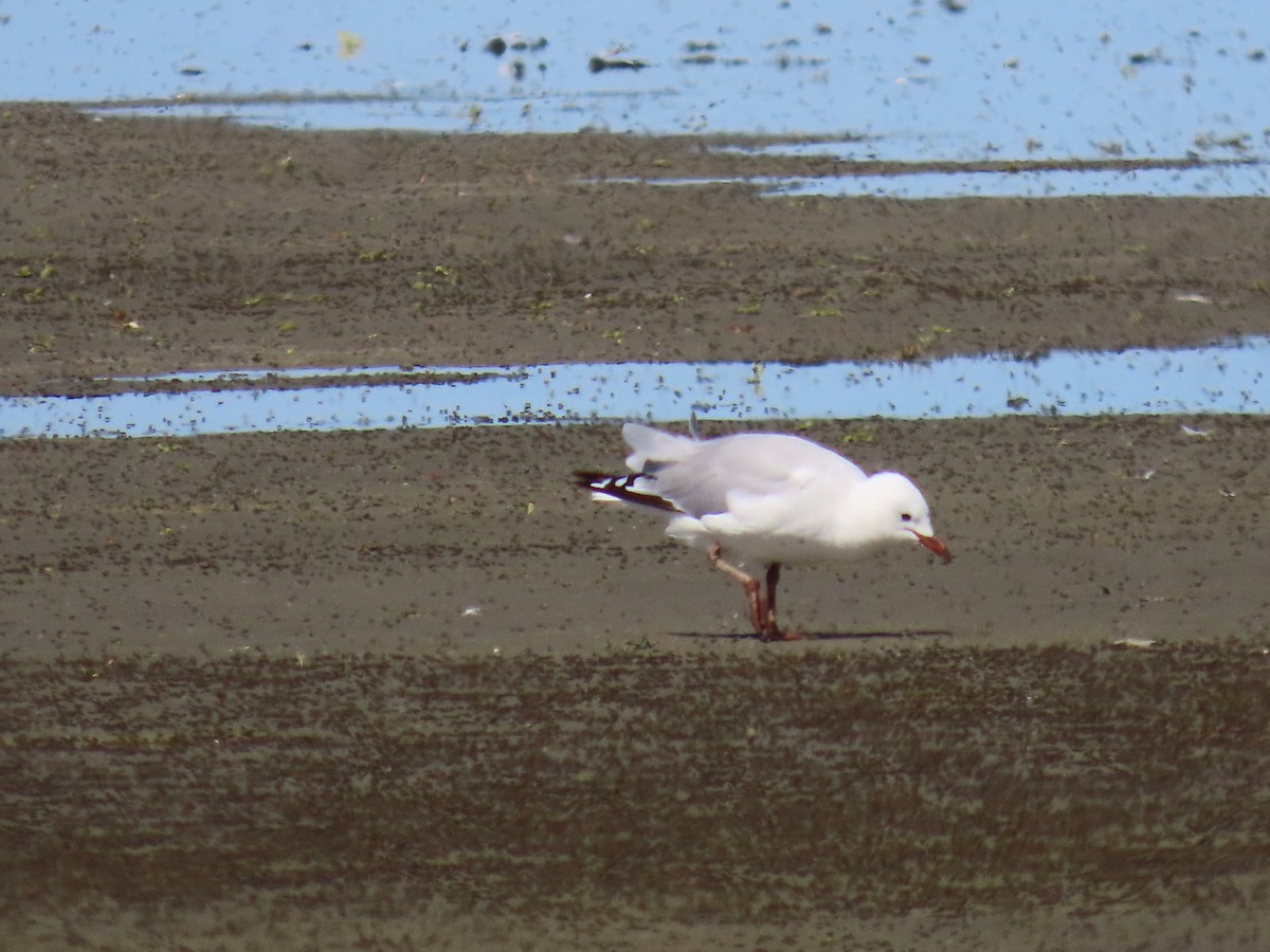 Мартин австралійський - ML647589886