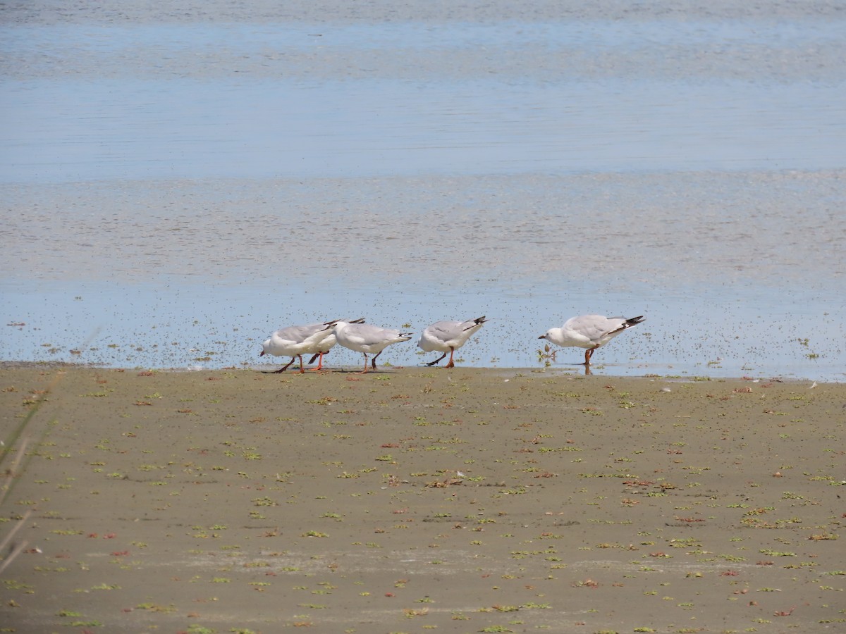 Мартин австралійський - ML647589887