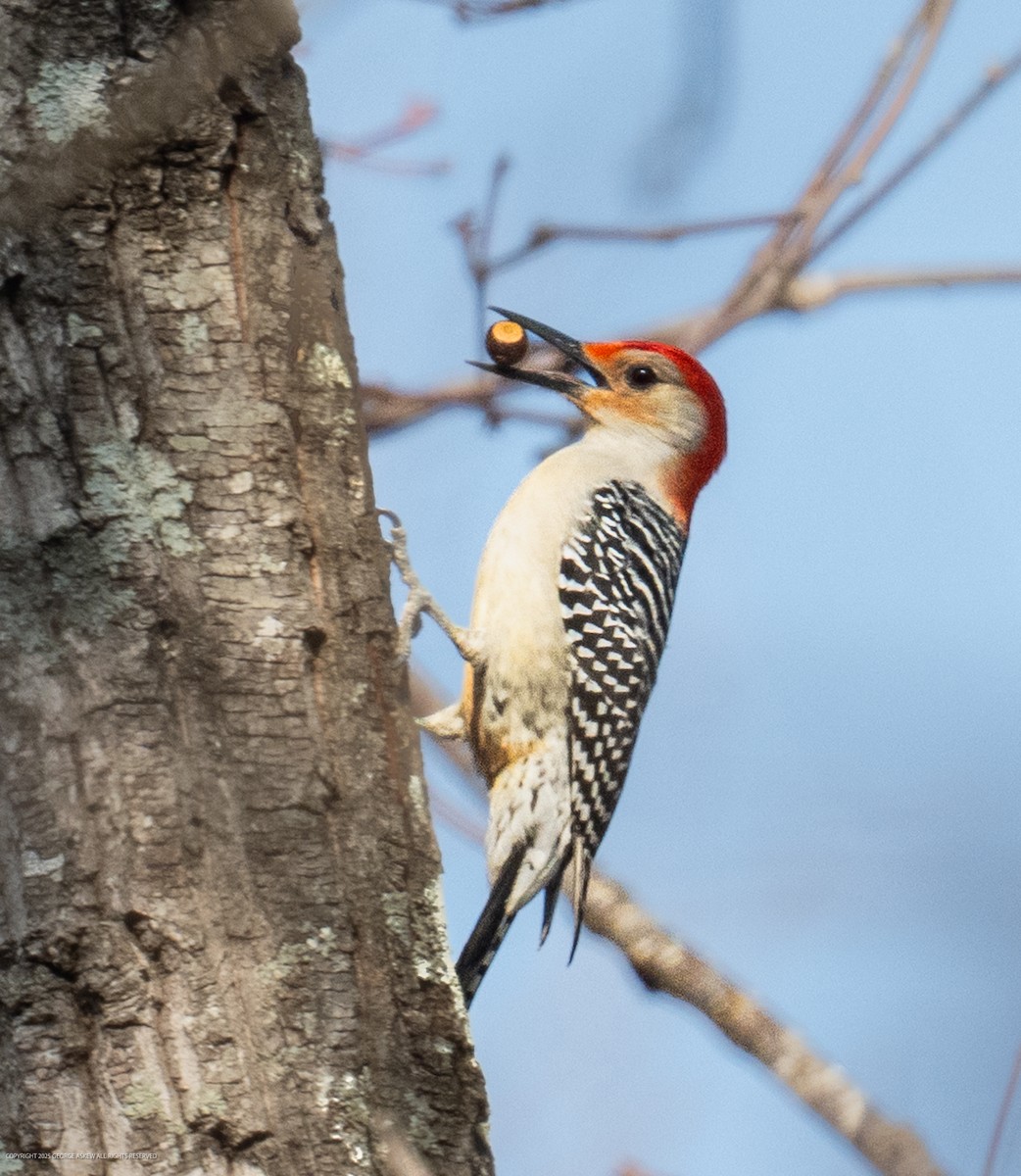 Red-bellied Woodpecker - ML647589899