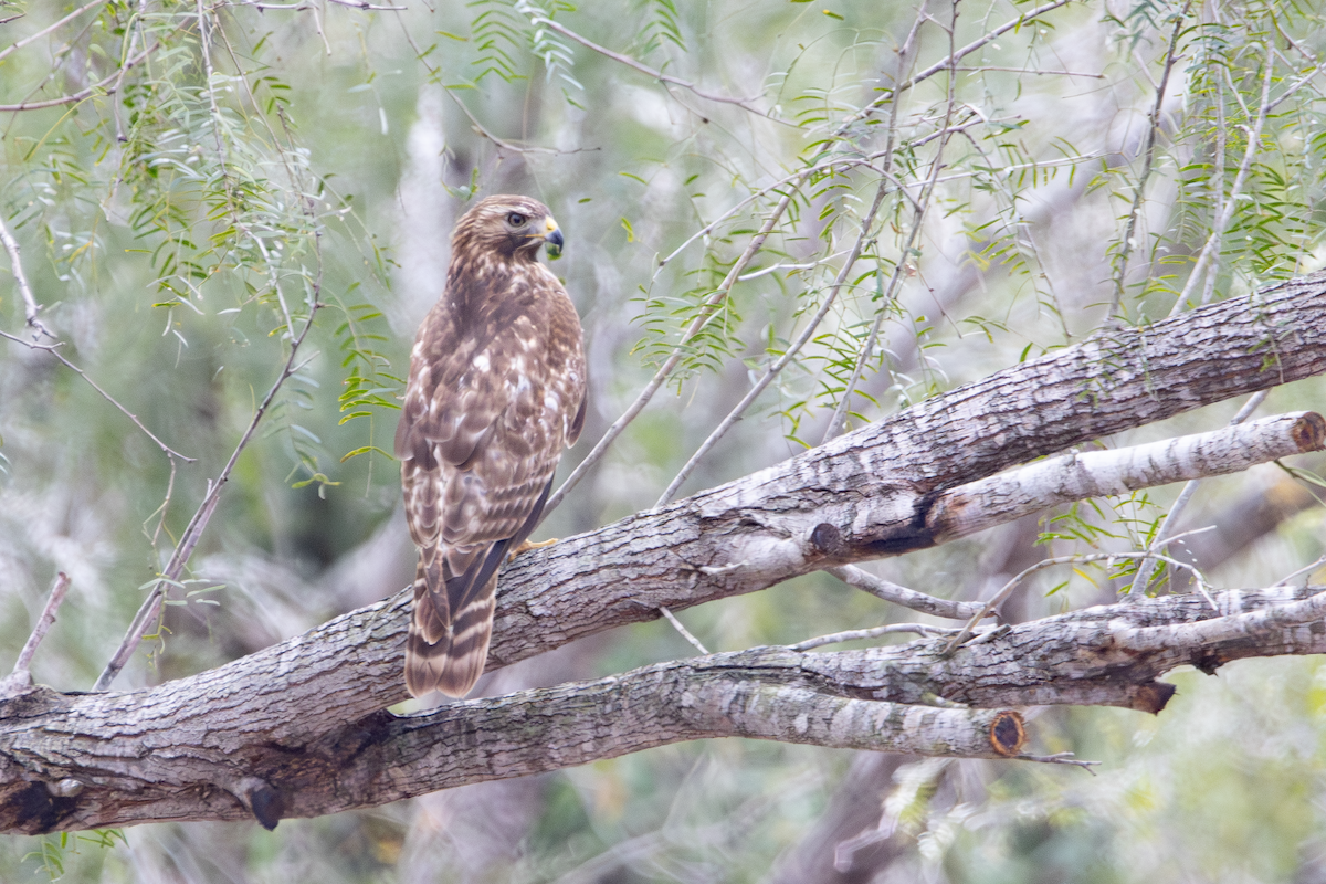 Red-shouldered Hawk - ML647589902