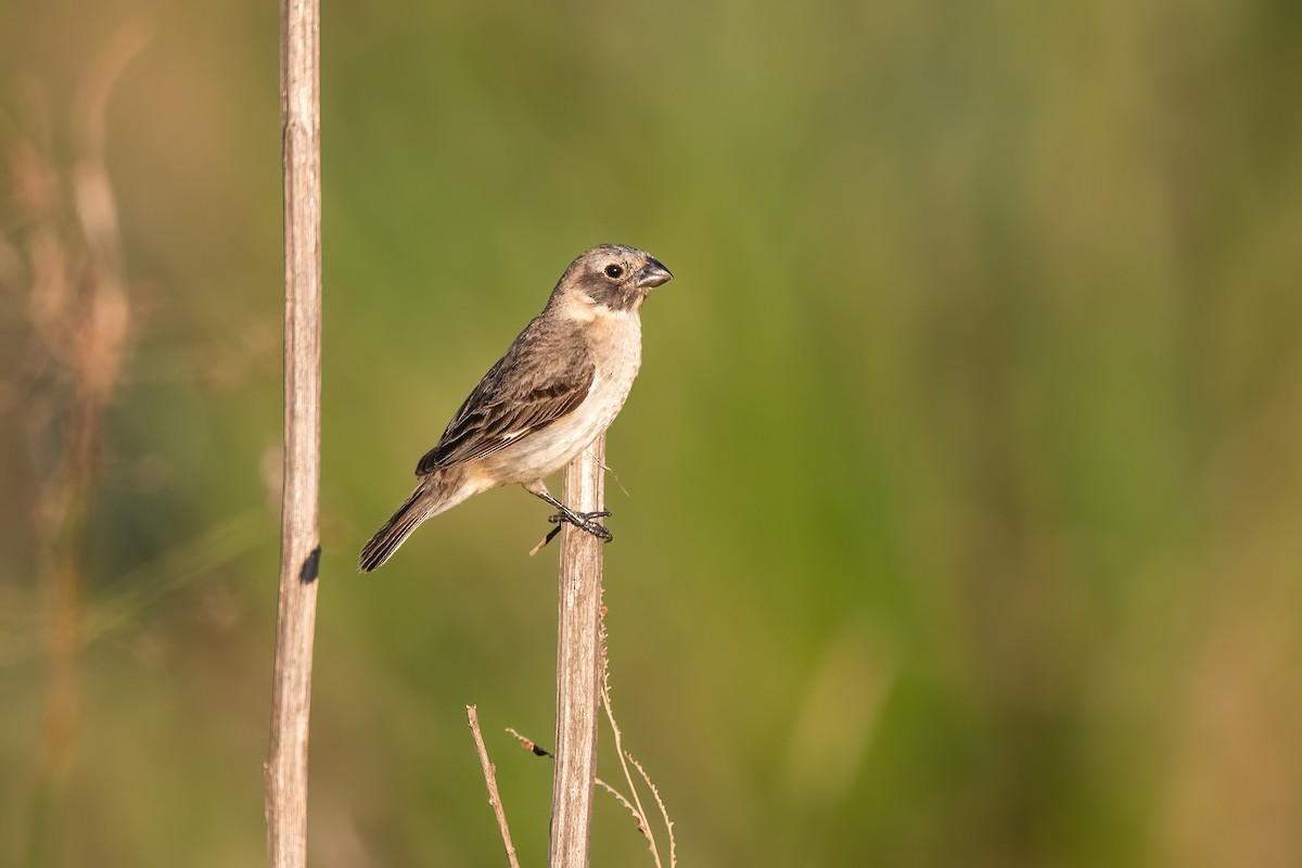 Ibera Seedeater - ML647589907