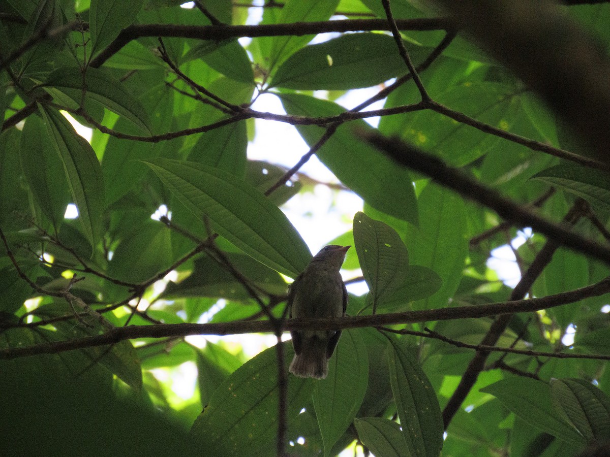 Red-headed Manakin - ML647589908