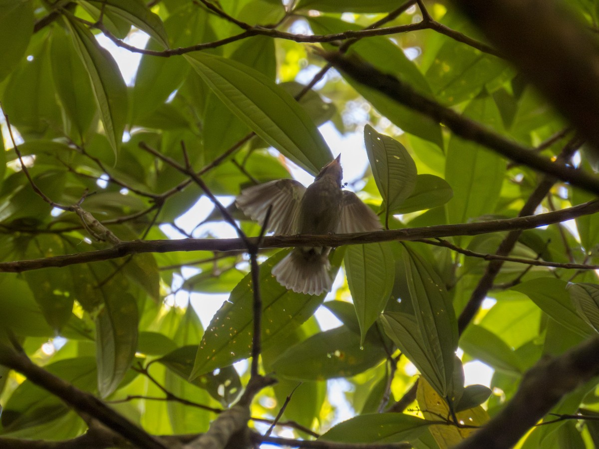Red-headed Manakin - ML647589909