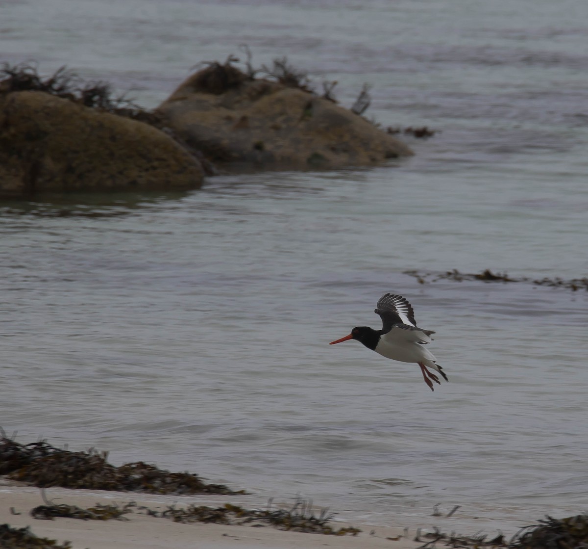 Itsas mika eurasiarra - ML647589910