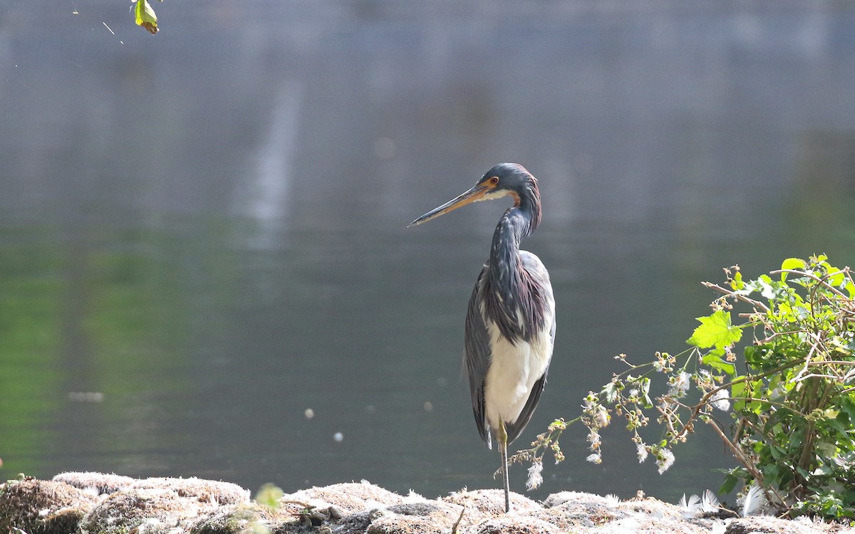 Koartzatxo hirukolorea - ML647589912