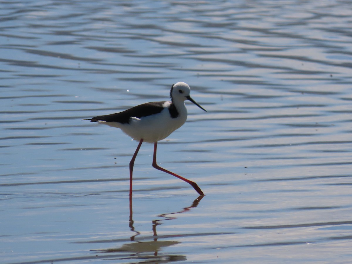 Zankaluze pintoa - ML647589913