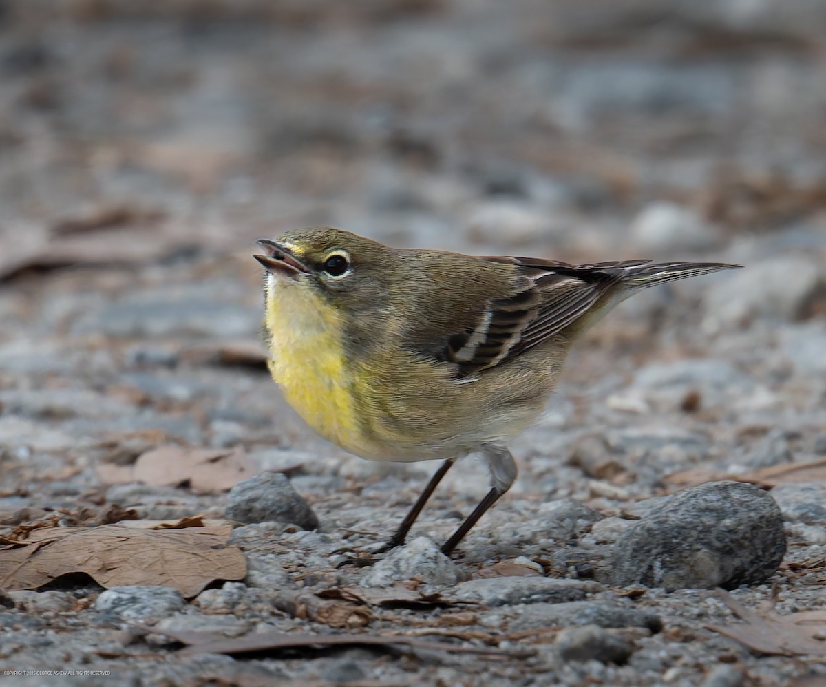 Pine Warbler - ML647589914