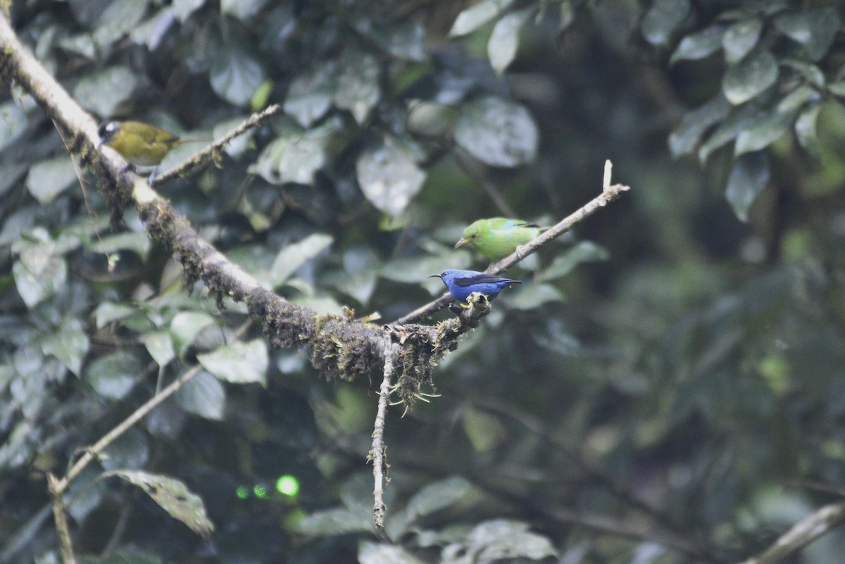 Shining Honeycreeper - ML647589916