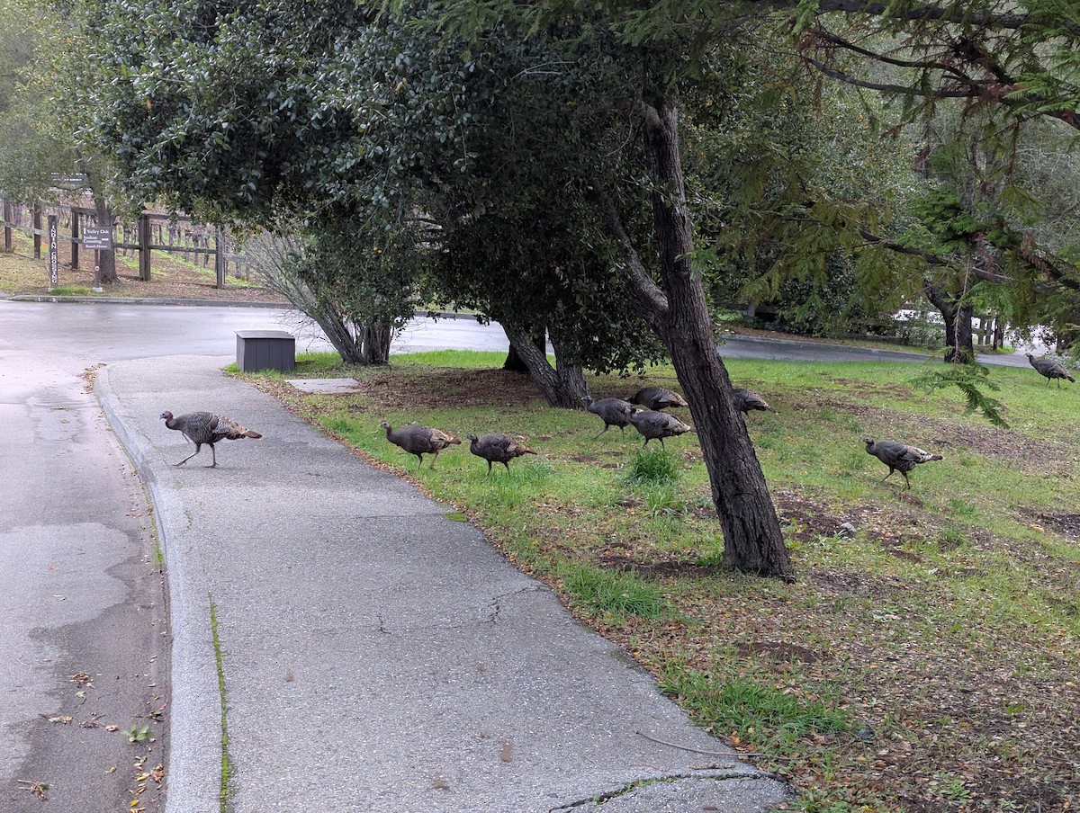 Indioilar arrunta - ML647589918