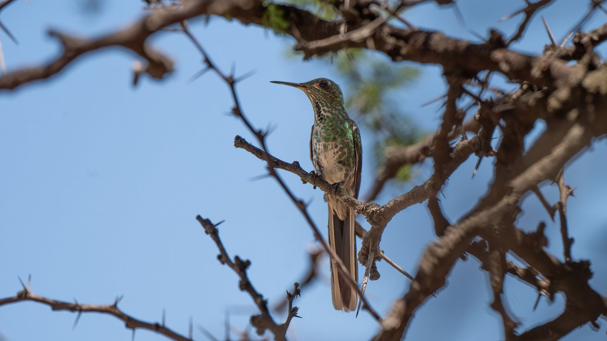 Red-tailed Comet - ML647589920