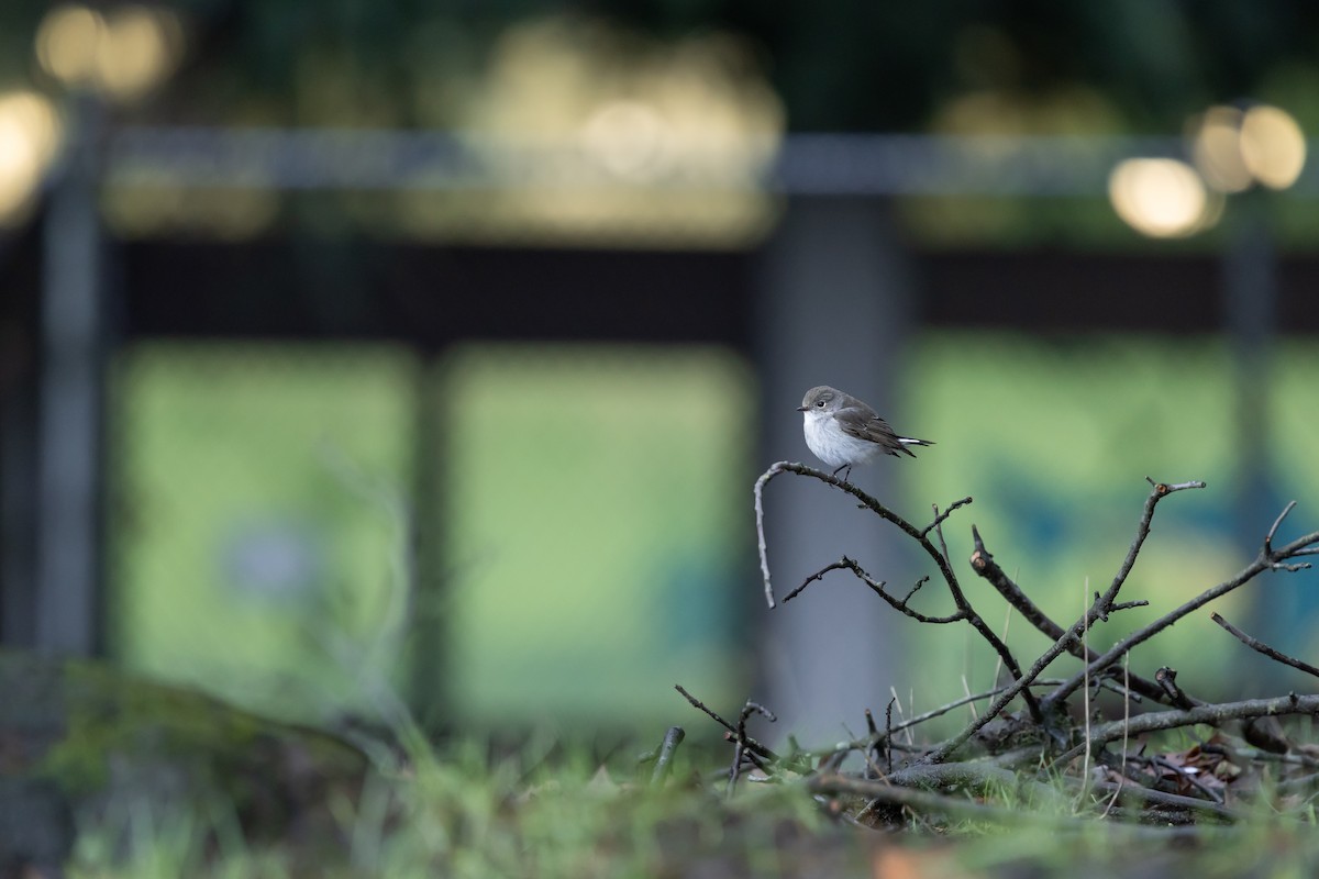 Taigako euli-txoria - ML647589922