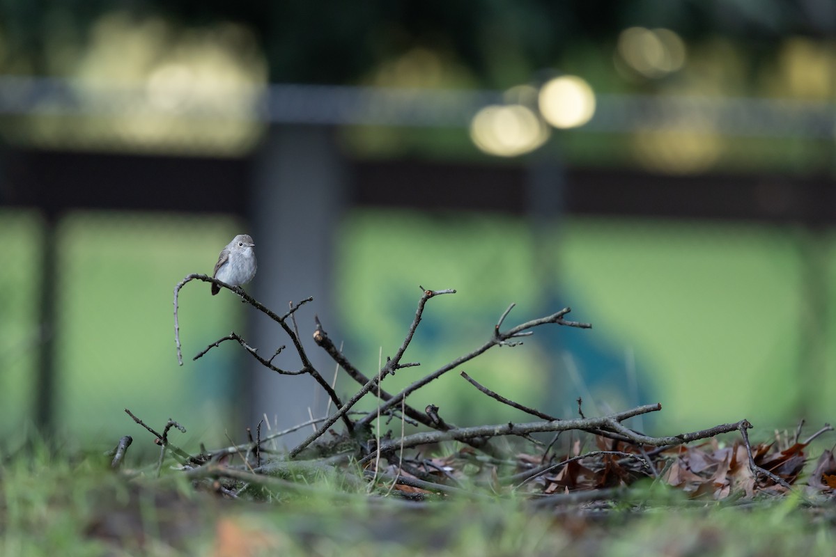 Taigako euli-txoria - ML647589923