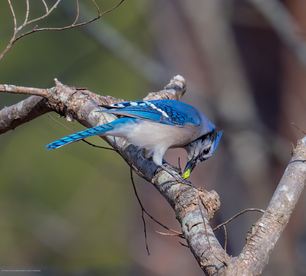 Blue Jay - ML647589924