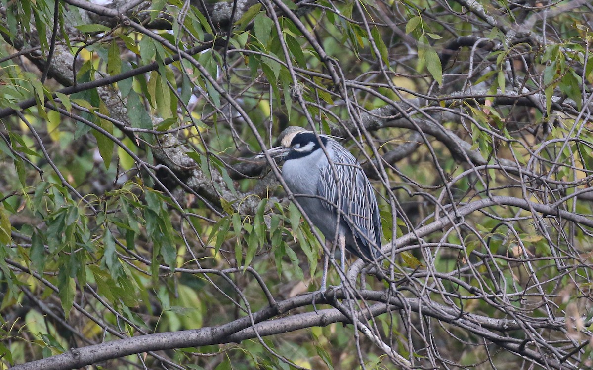 Yellow-crowned Night Heron - ML647589925
