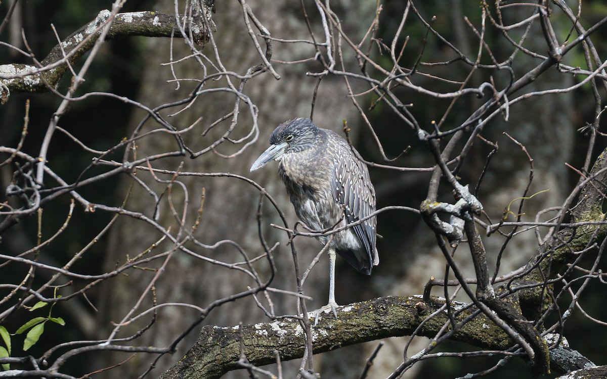 Yellow-crowned Night Heron - ML647589926