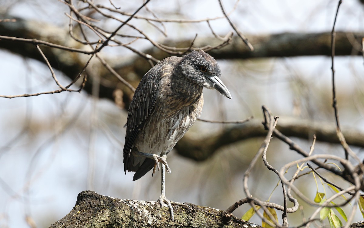 Yellow-crowned Night Heron - ML647589927