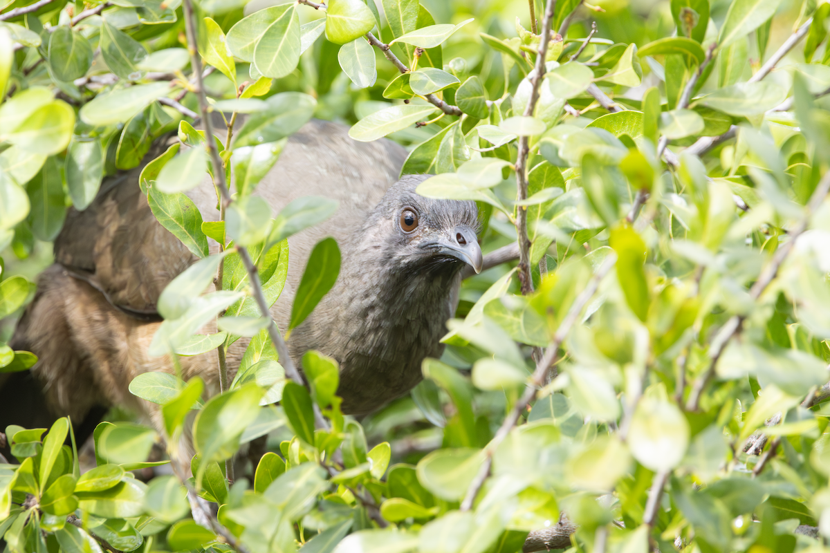 Plain Chachalaca - ML647589929