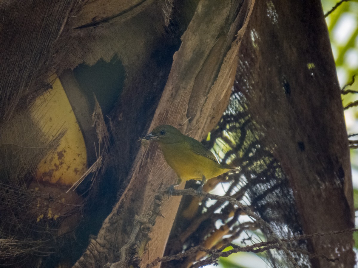 Violaceous Euphonia - ML647589934