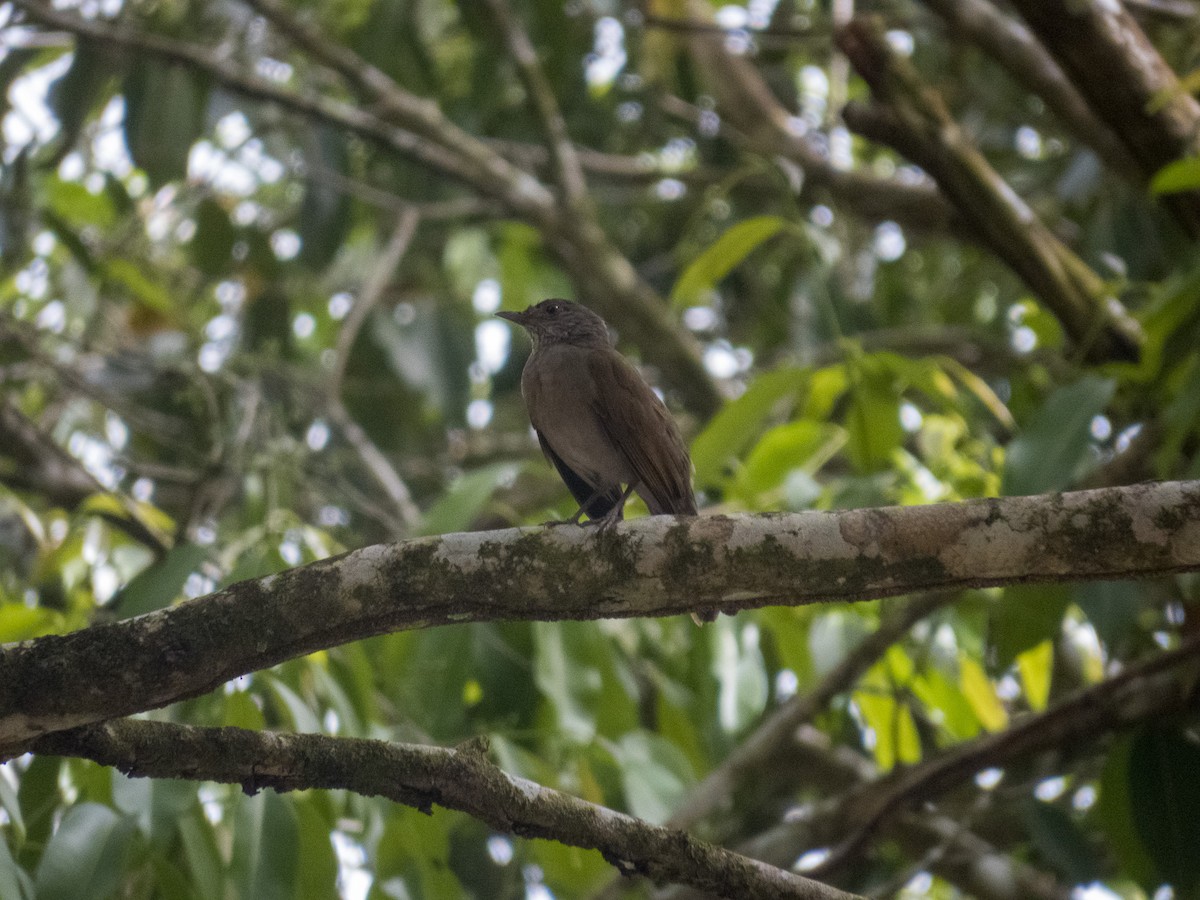 Pale-breasted Thrush - ML647589935