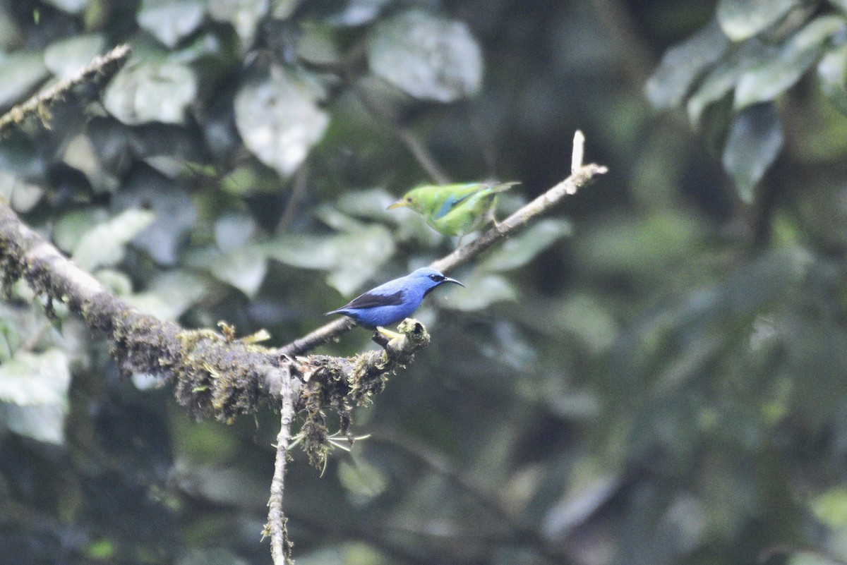 Shining Honeycreeper - ML647589936