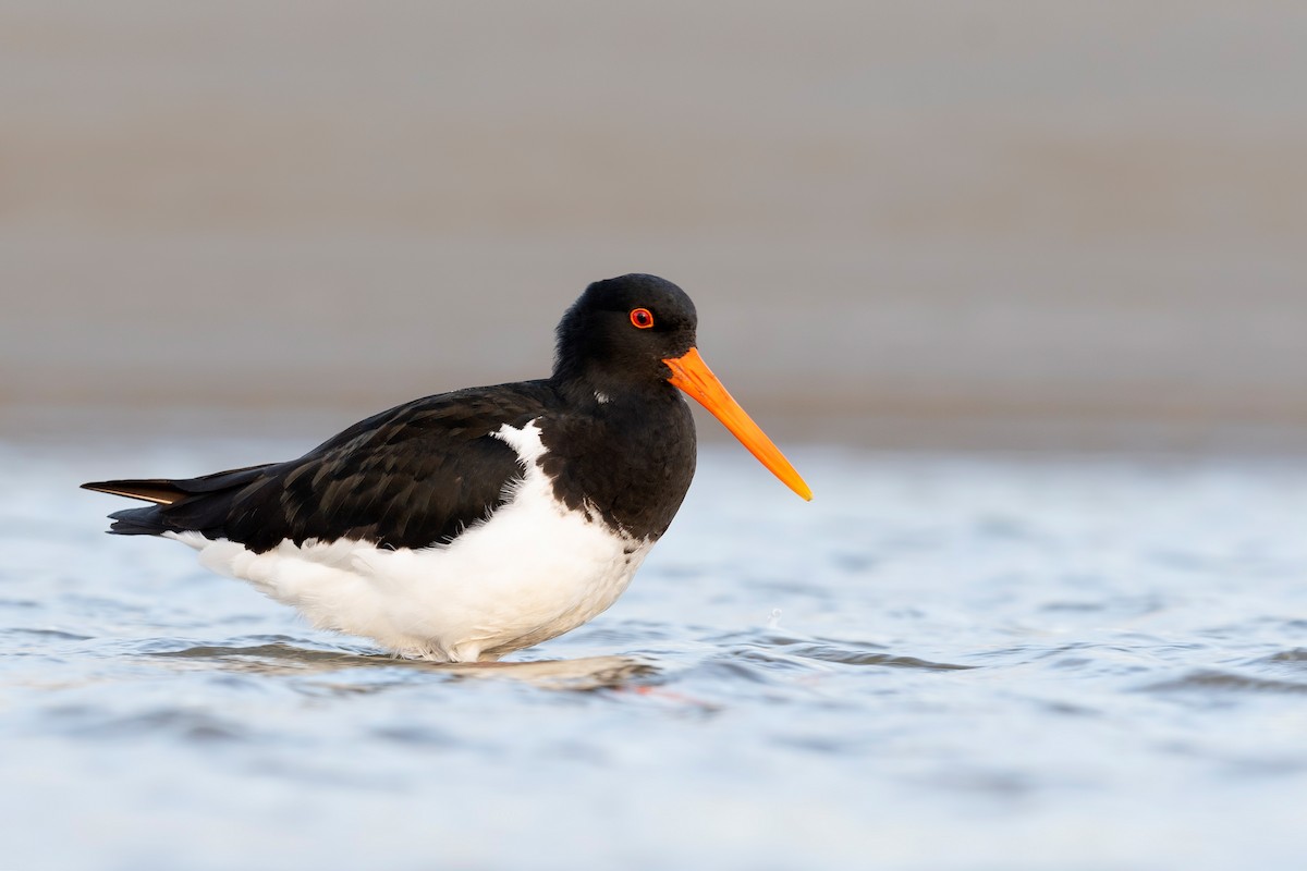 Variable Oystercatcher - ML647589938