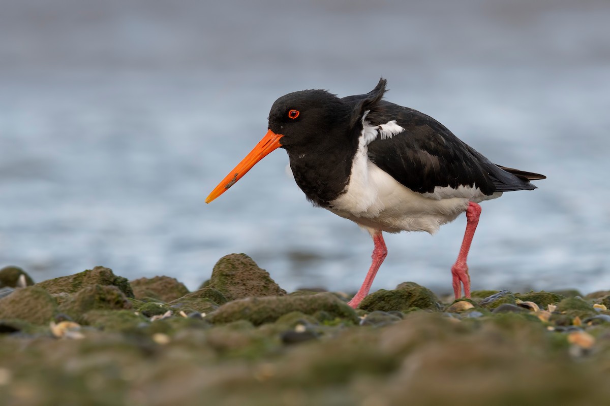 Variable Oystercatcher - ML647589939