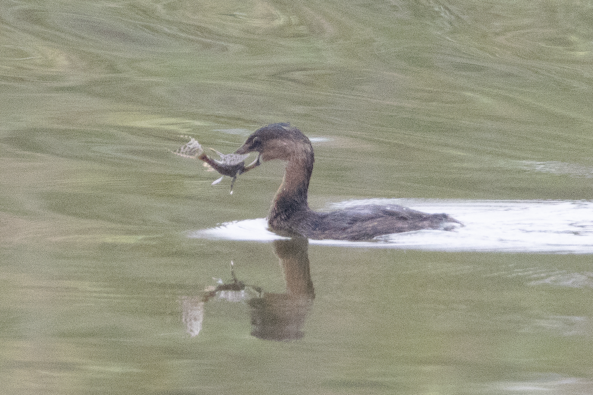 Pied-billed Grebe - ML647589940