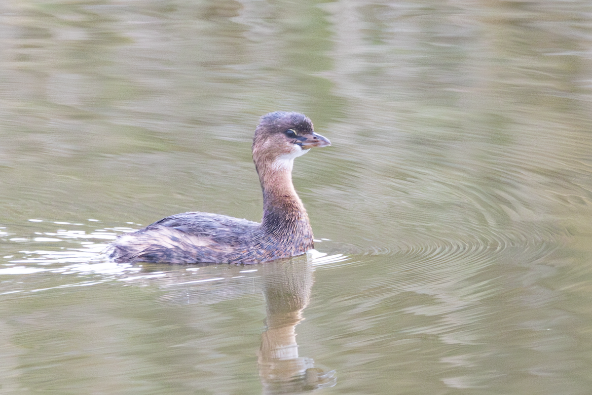 Pied-billed Grebe - ML647589941