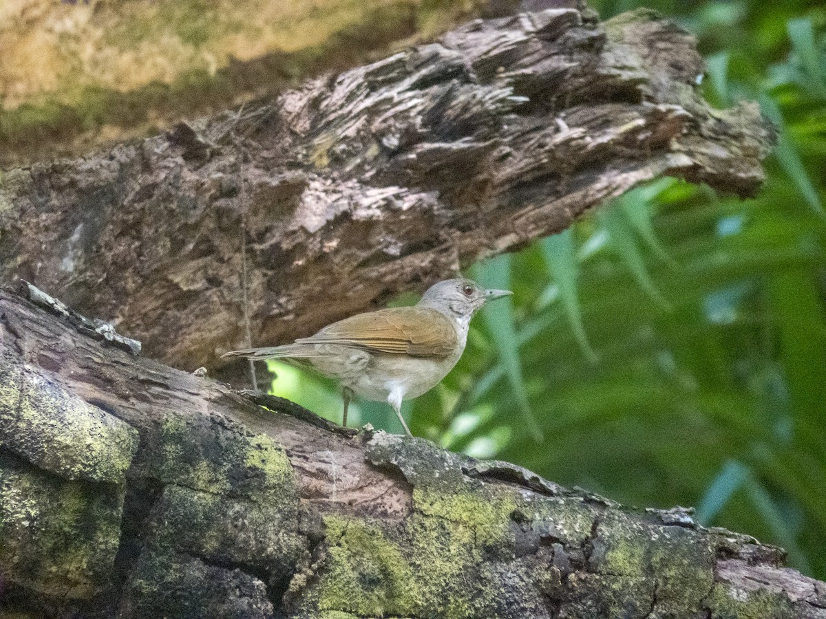 Pale-breasted Thrush - ML647589942