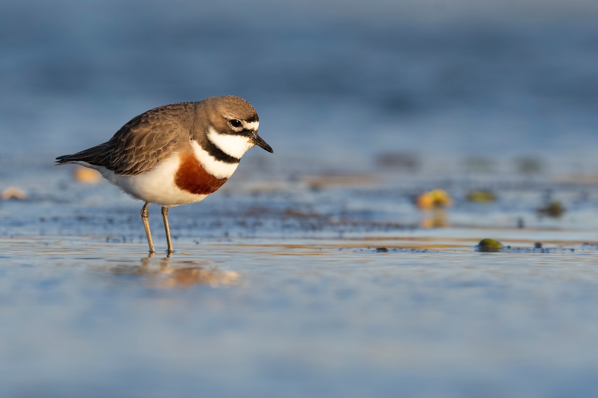 Double-banded Plover - ML647589946