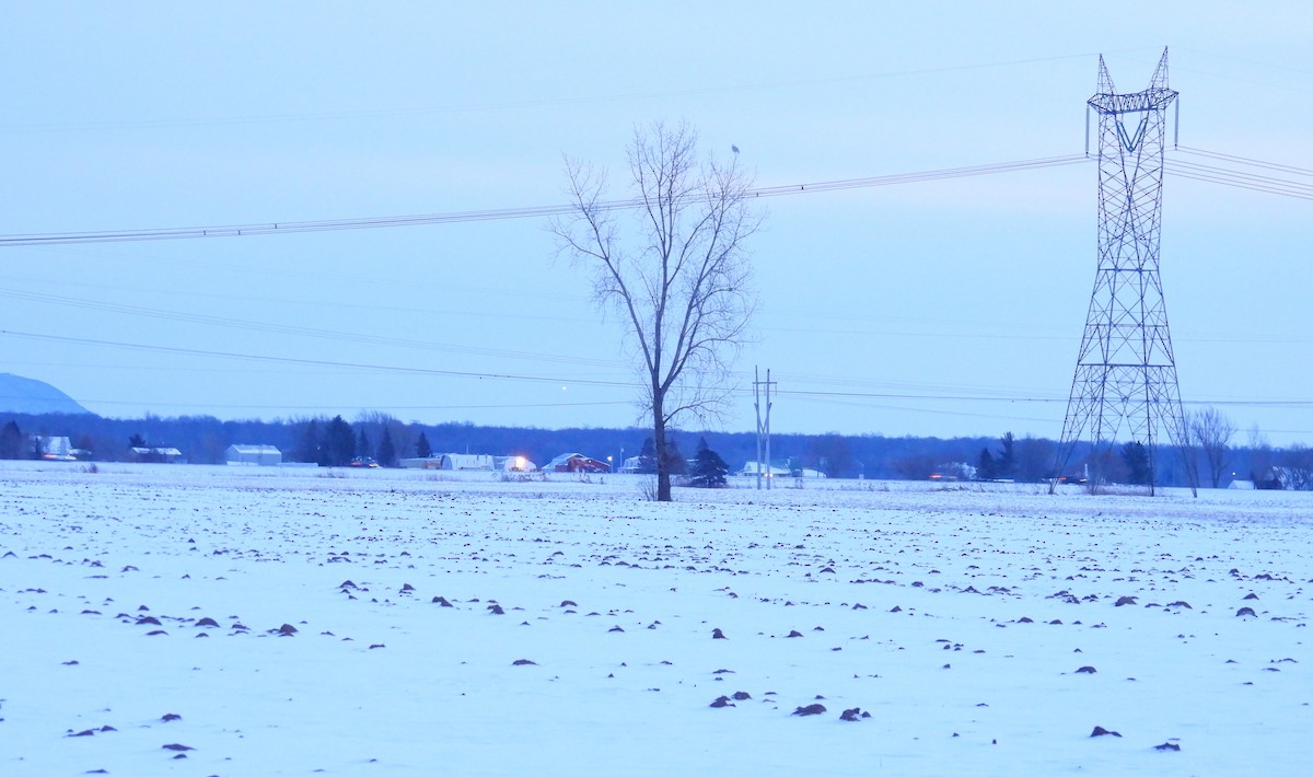 Snowy Owl - ML647589947