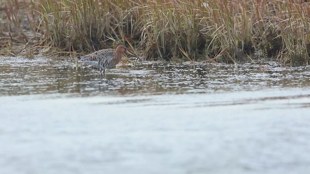 Большой веретенник - ML647589948
