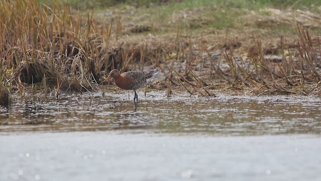 Большой веретенник - ML647589949