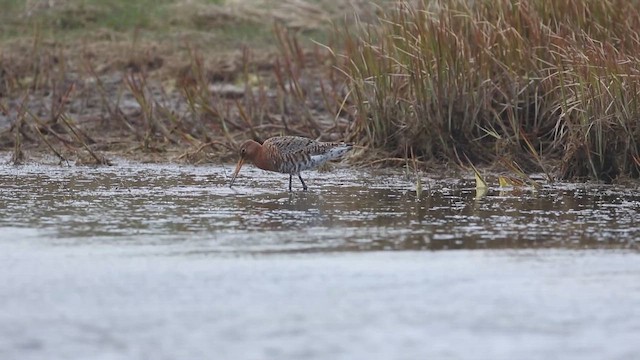 Большой веретенник - ML647589950