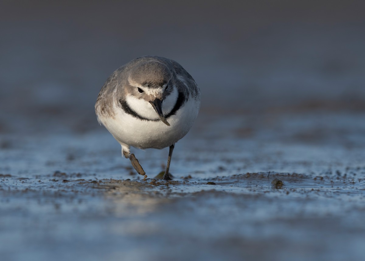 skjevnebblo - ML647589965