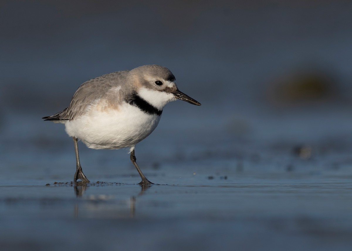 skjevnebblo - ML647589966