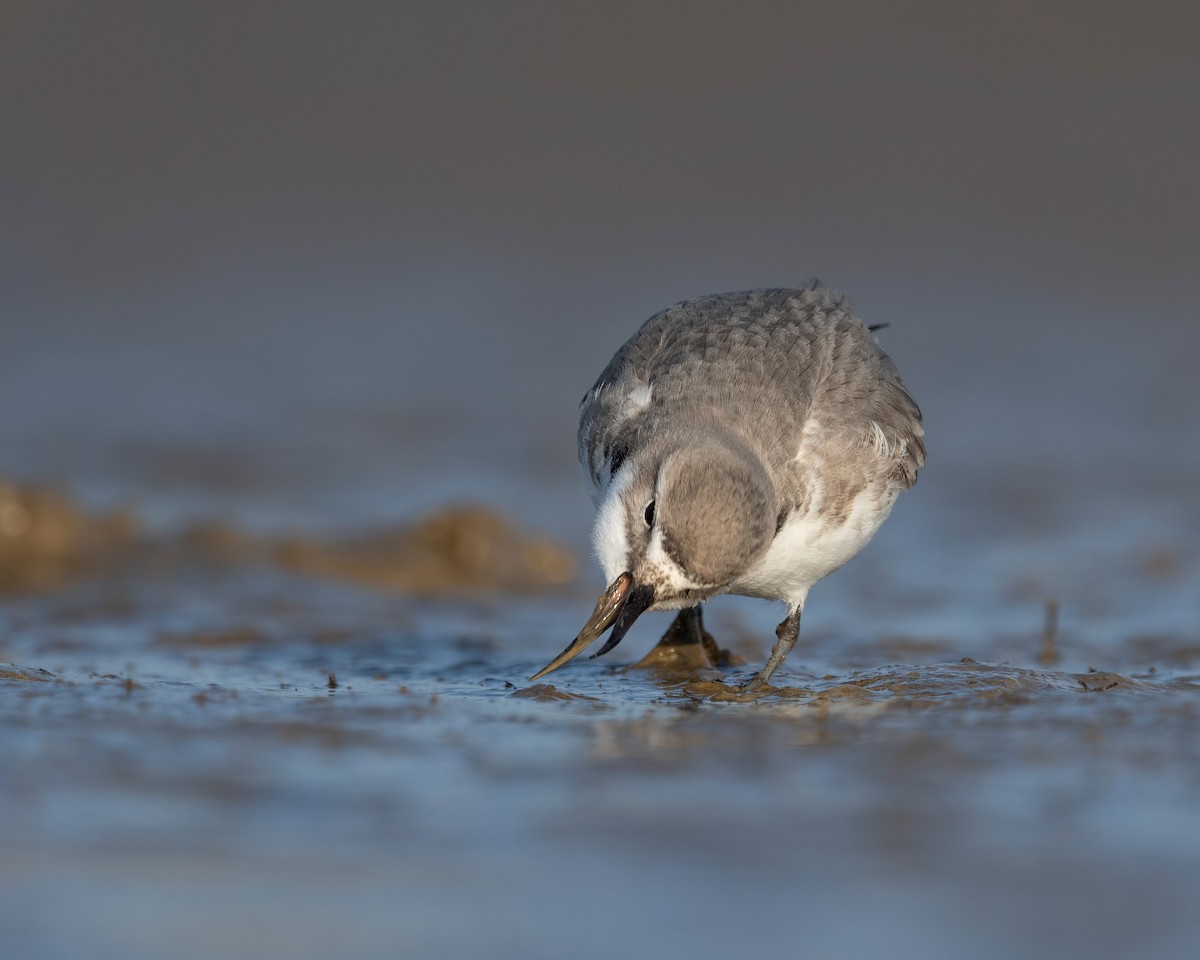 skjevnebblo - ML647589967