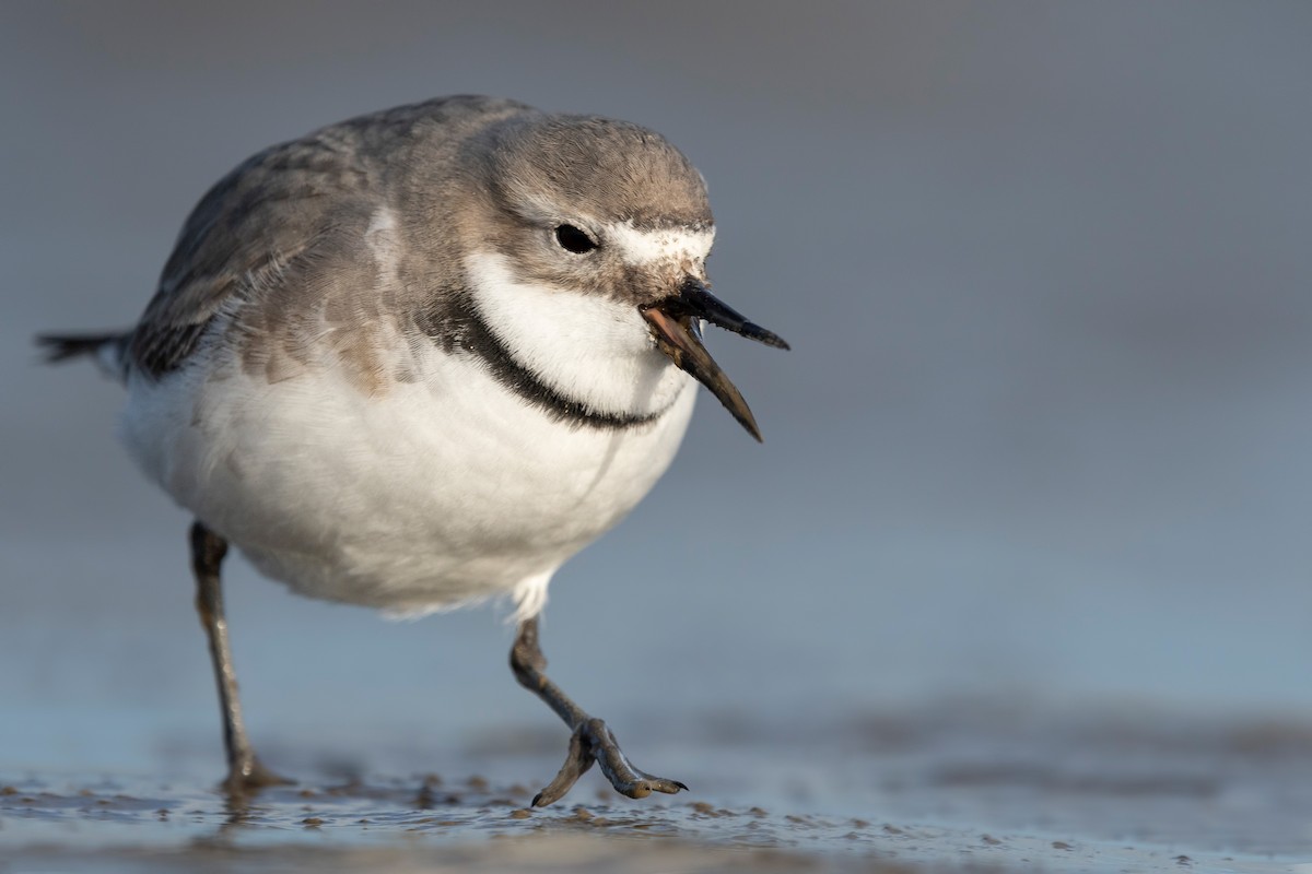 skjevnebblo - ML647589968