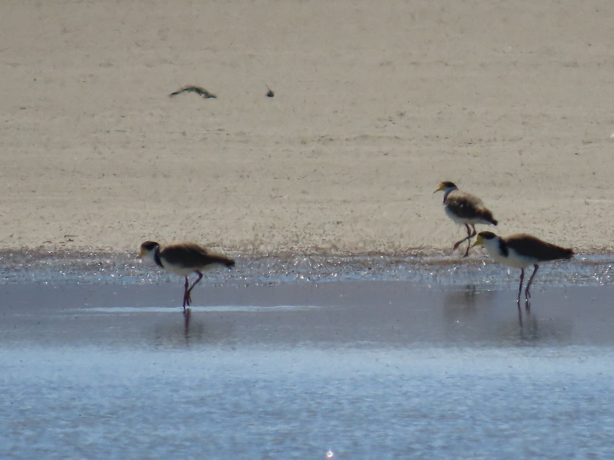 Miğferli Kızkuşu - ML647589973