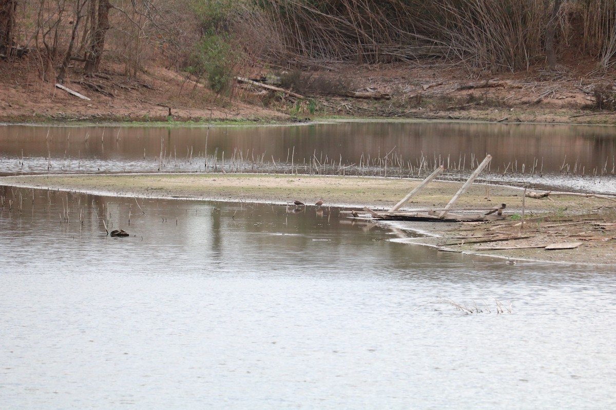 White Ibis - ML647589976